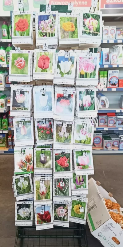 Cebulki kwiatów 